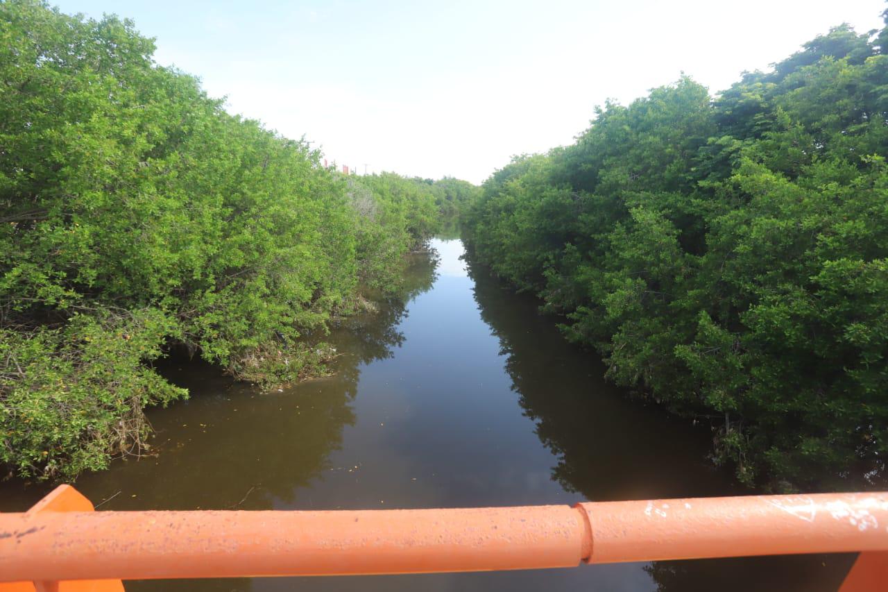 $!Mazatlán pierde manglares por rellenos, invasiones y crecimiento insostenible: ambientalista