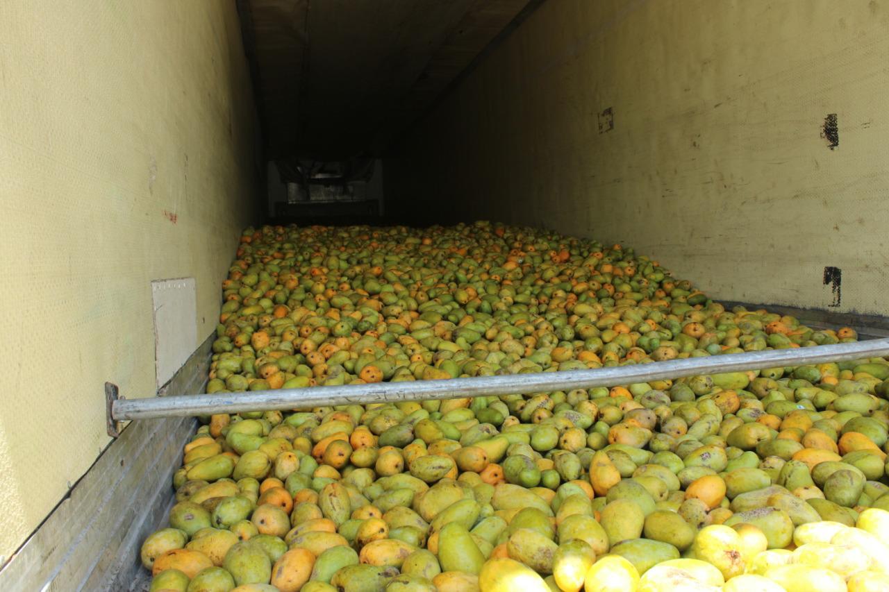 $!Mantienen productores de mango toma de oficinas de Cesavesin en Rosario y Escuinapa