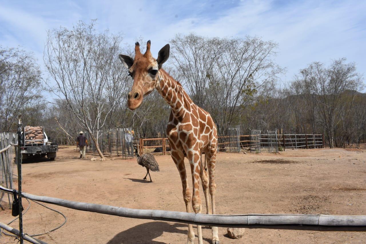 $!Ostok, el santuario que refugia a más de 400 animales rescatados