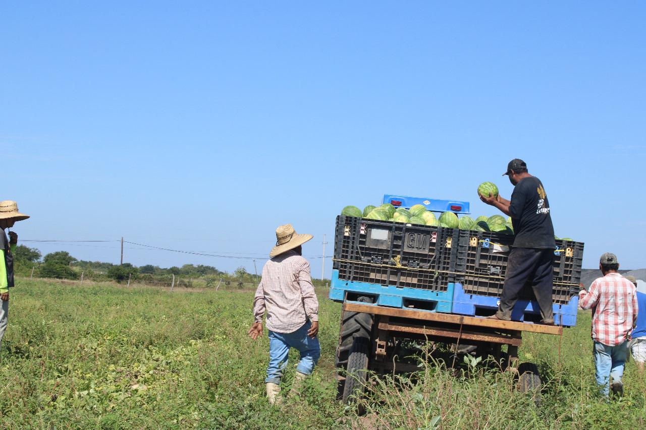 $!Muestran el proceso de la sandía y su ‘examen’ para llevarla de Escuinapa a Estados Unidos