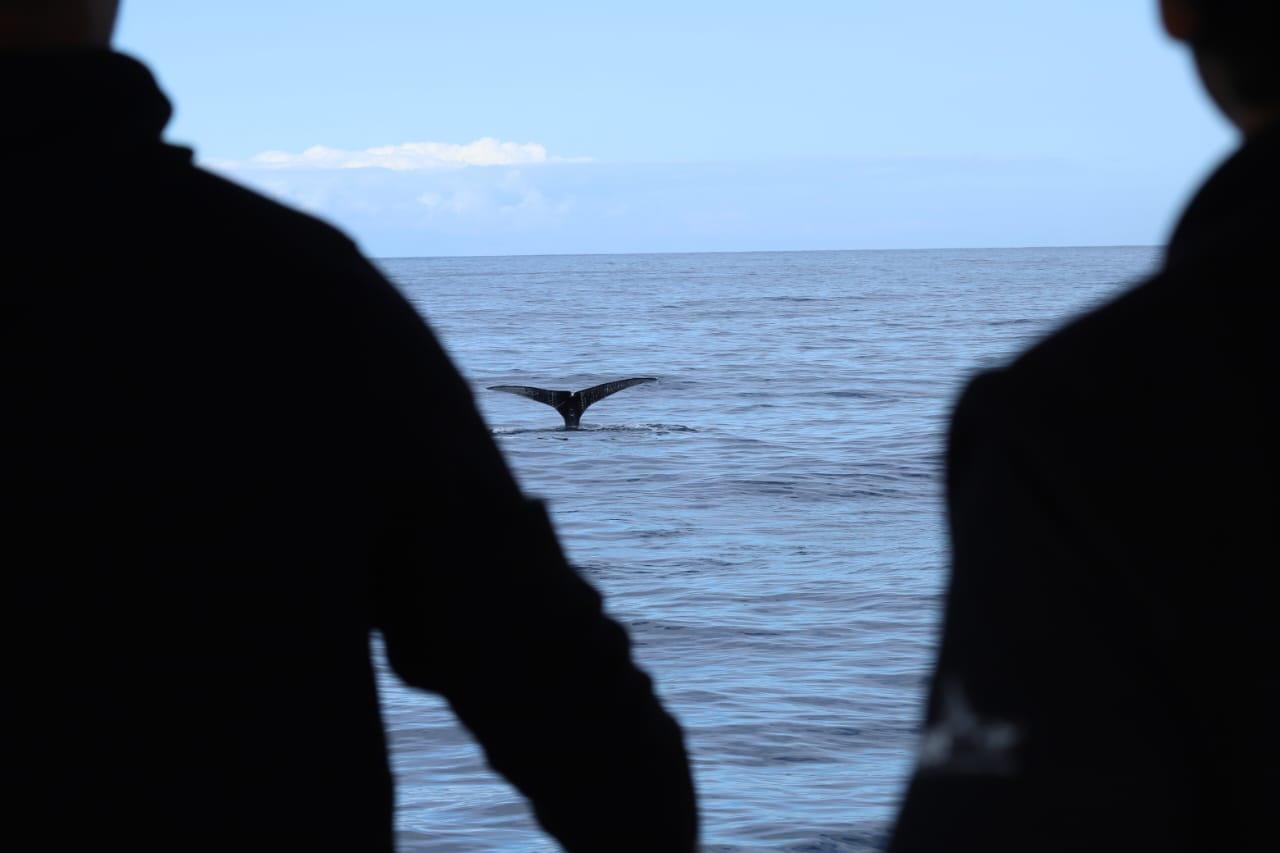 $!Empiezan los avistamientos de ballenas jorobadas en Mazatlán