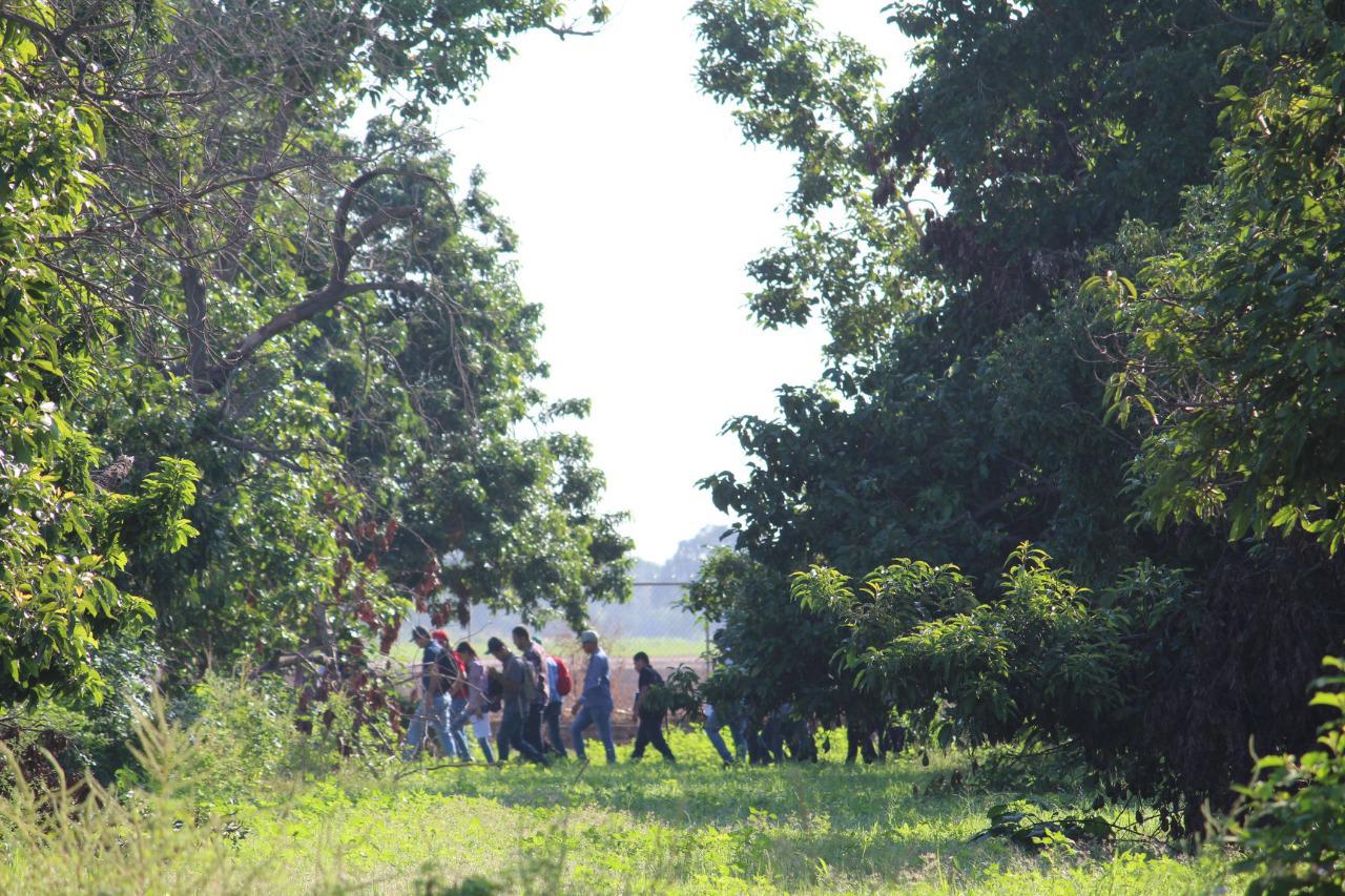 $!Asoma el aguacate como cultivo alternativo y rentable para Sinaloa