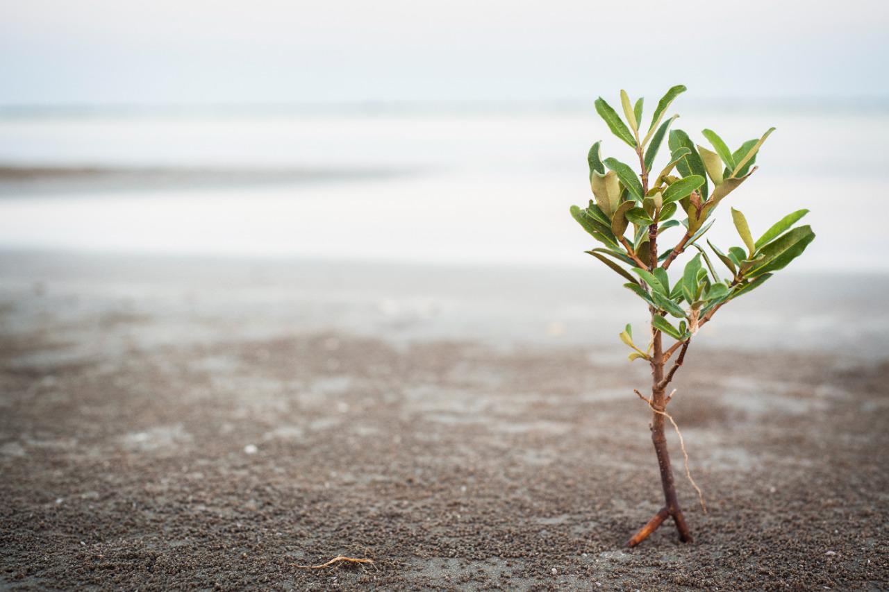 $!Daños en humedales provocan efectos negativos en la pesca y economía de la bahía de Santa María, señala Sucede