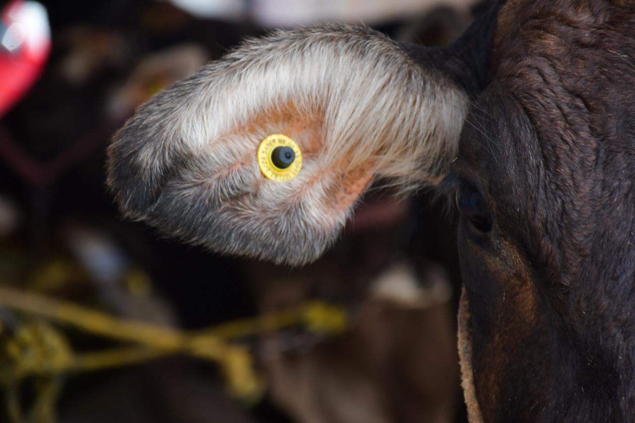 $!Arranca la Feria Ganadera de Culiacán 2025 bajo operativo reforzado de seguridad