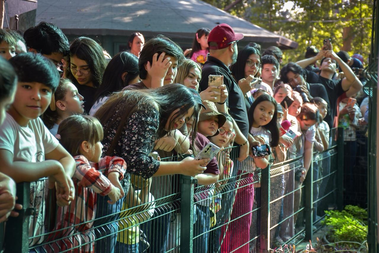 $!Se incorporan dos capibaras al Zoológico de Culiacán