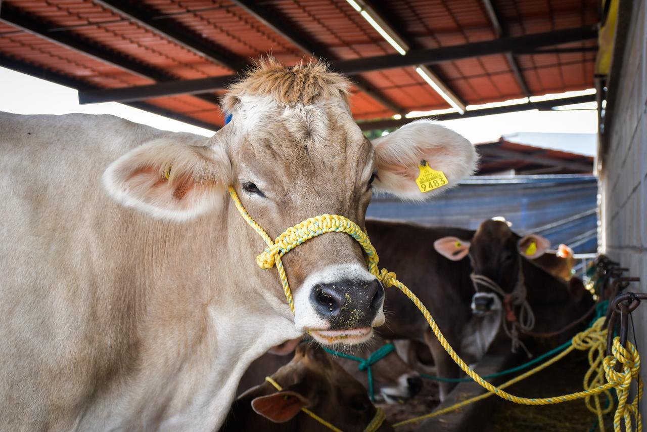 $!Arranca la Feria Ganadera de Culiacán 2025 bajo operativo reforzado de seguridad