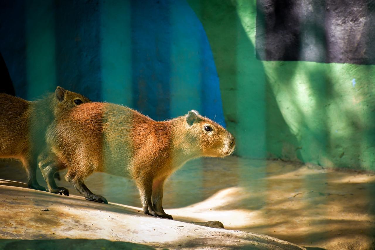 $!Se incorporan dos capibaras al Zoológico de Culiacán