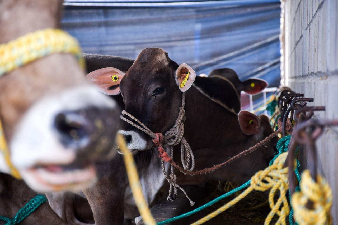 $!Arranca la Feria Ganadera de Culiacán 2025 bajo operativo reforzado de seguridad