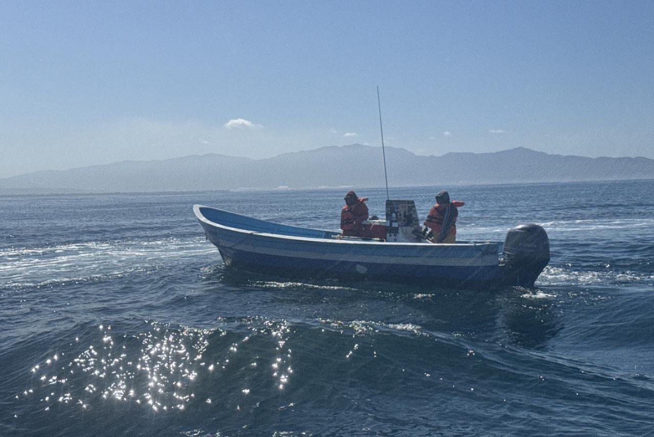 $!Marina libera aproximadamente 50 langostas rojas y asegura redes de enmalle en Ensenada, Baja California