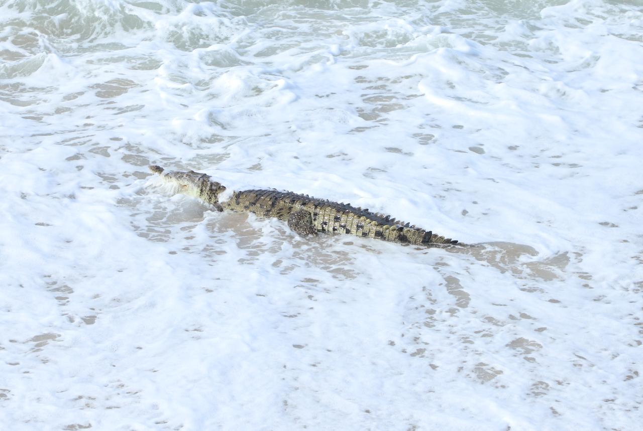 $!Piden a bañistas atender indicaciones de salvavidas ante presencia de cocodrilo en Mazatlán