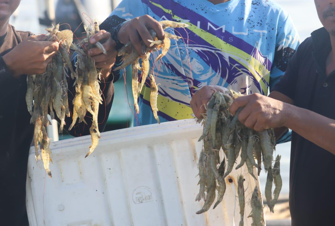 $!Reportan poca captura en el primer día de pesca del camarón