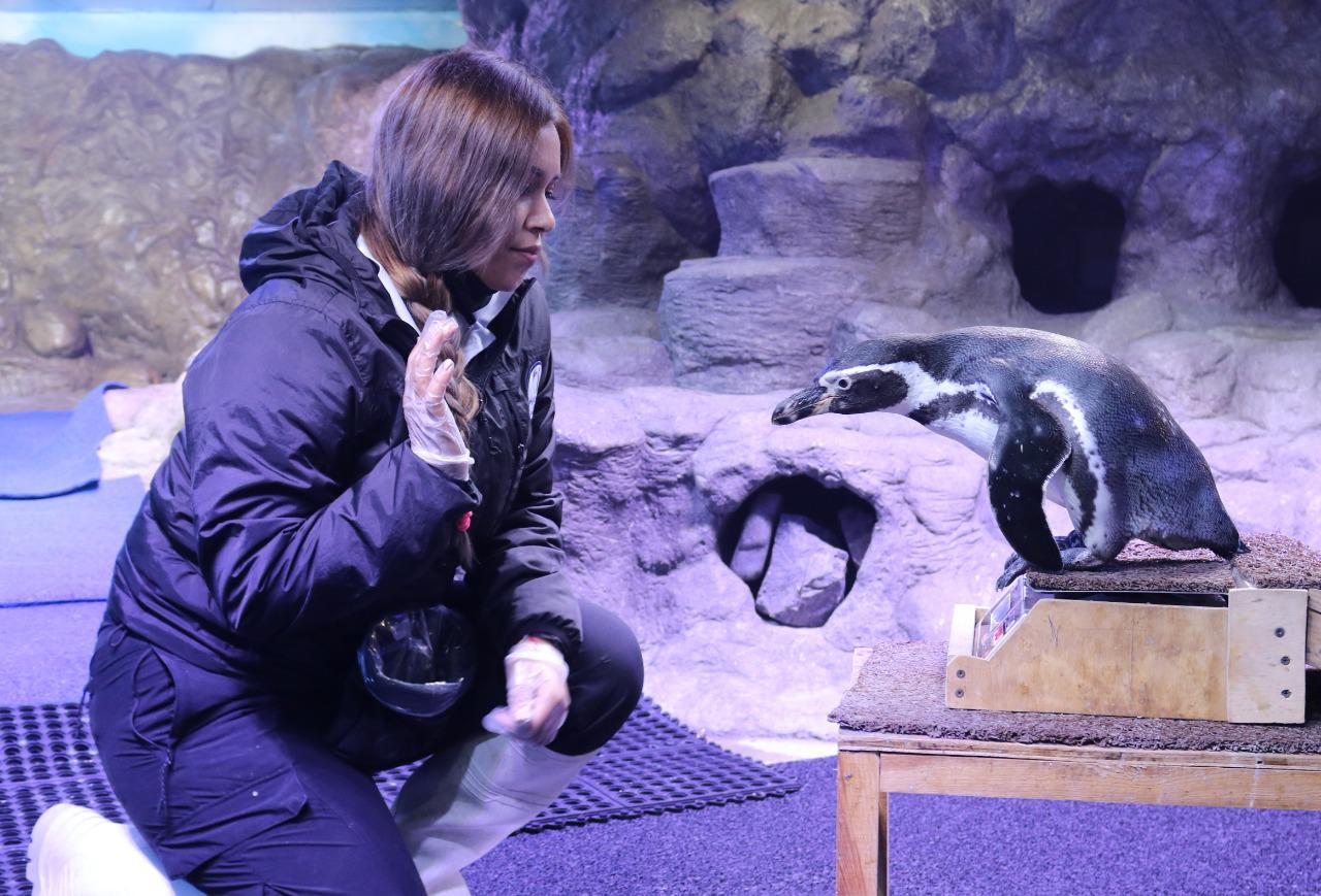 $!Alberga y protege Acuario Mazatlán17 pingüinos de Humboldt