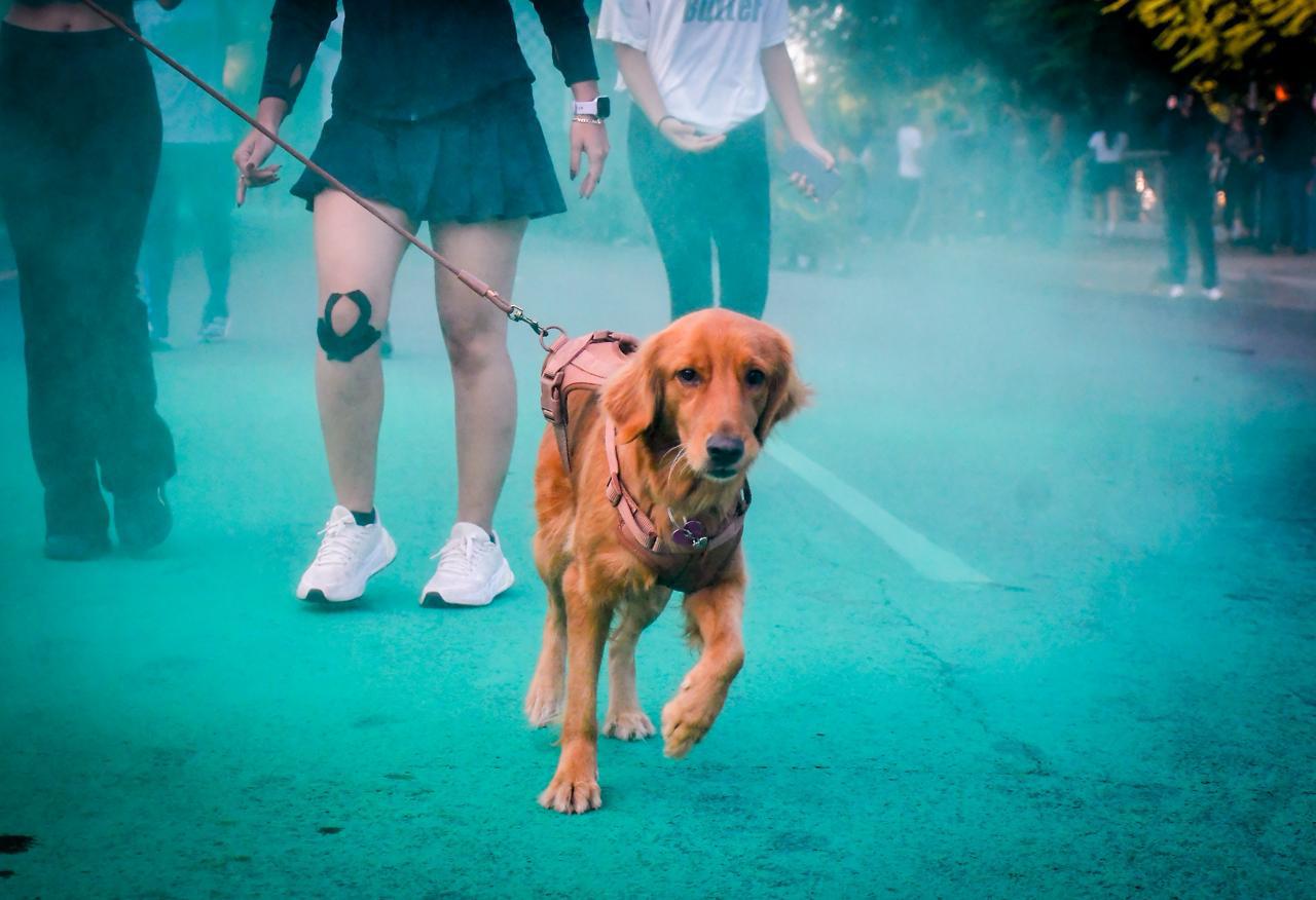 $!Cobaes celebra con éxito en Culiacán la décima edición de la carrera ‘Píntate Verde’