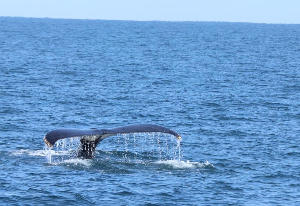 $!Empiezan los avistamientos de ballenas jorobadas en Mazatlán