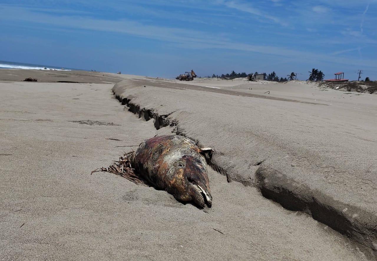 $!Hallan delfín muerto en playa El Caimanero, en Rosario