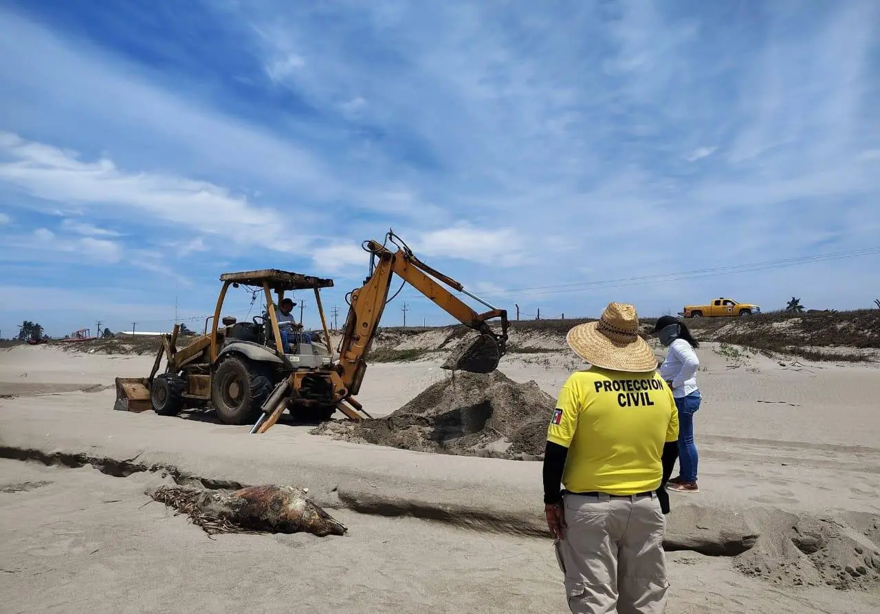 $!Hallan delfín muerto en playa El Caimanero, en Rosario
