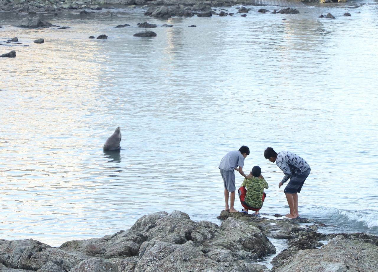 $!Lobo marino sale en Playa Norte y genera asombro en Mazatlán; la gente busca tomarse fotos con él
