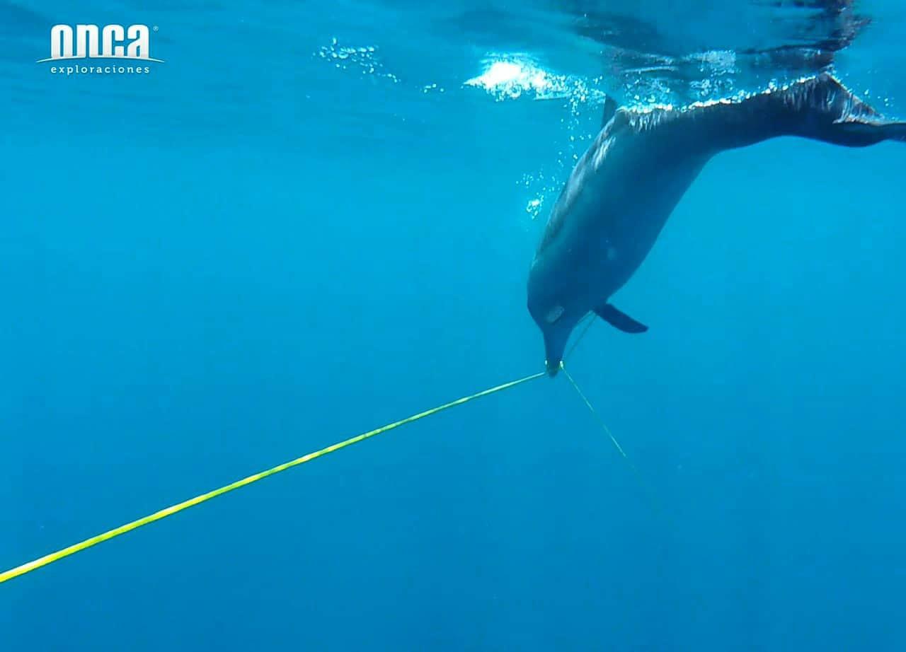 $!Onca Exploraciones rescata con éxito a delfín atrapado en red a 20 kilómetros frente a Mazatlán