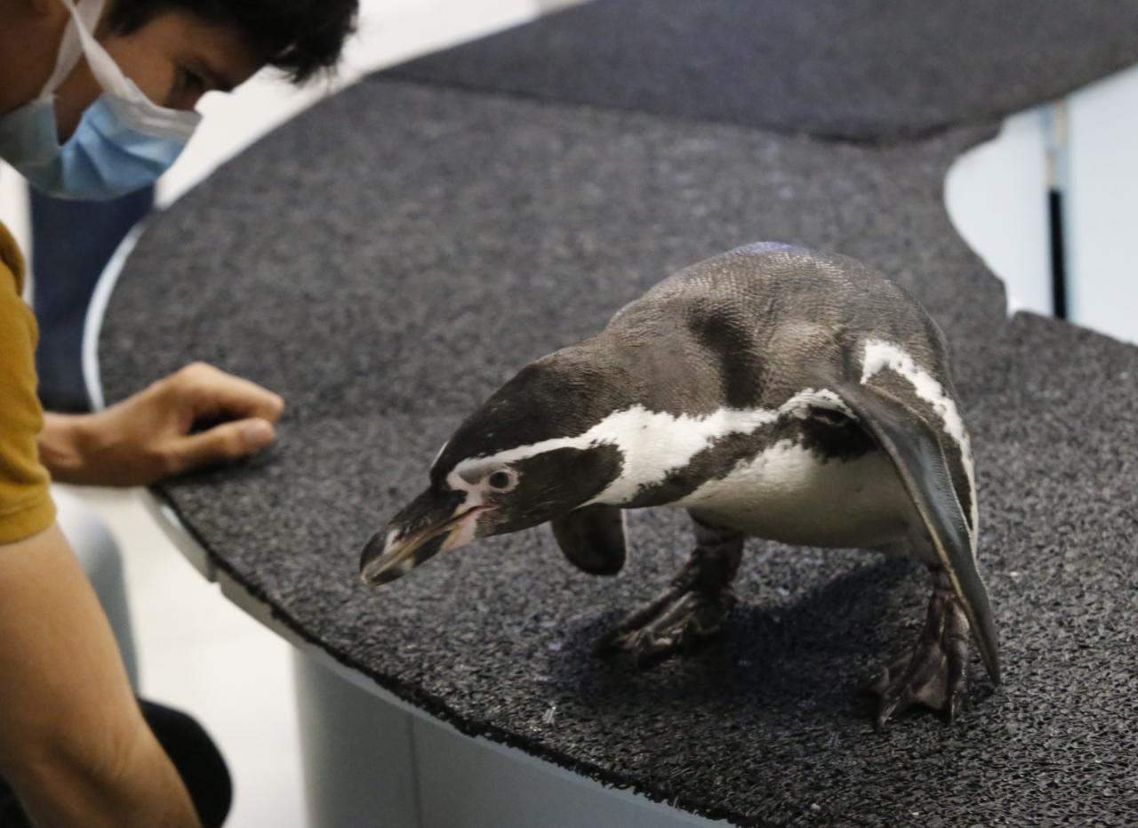 $!El Pingüinario, una experiencia única en Mazatlán