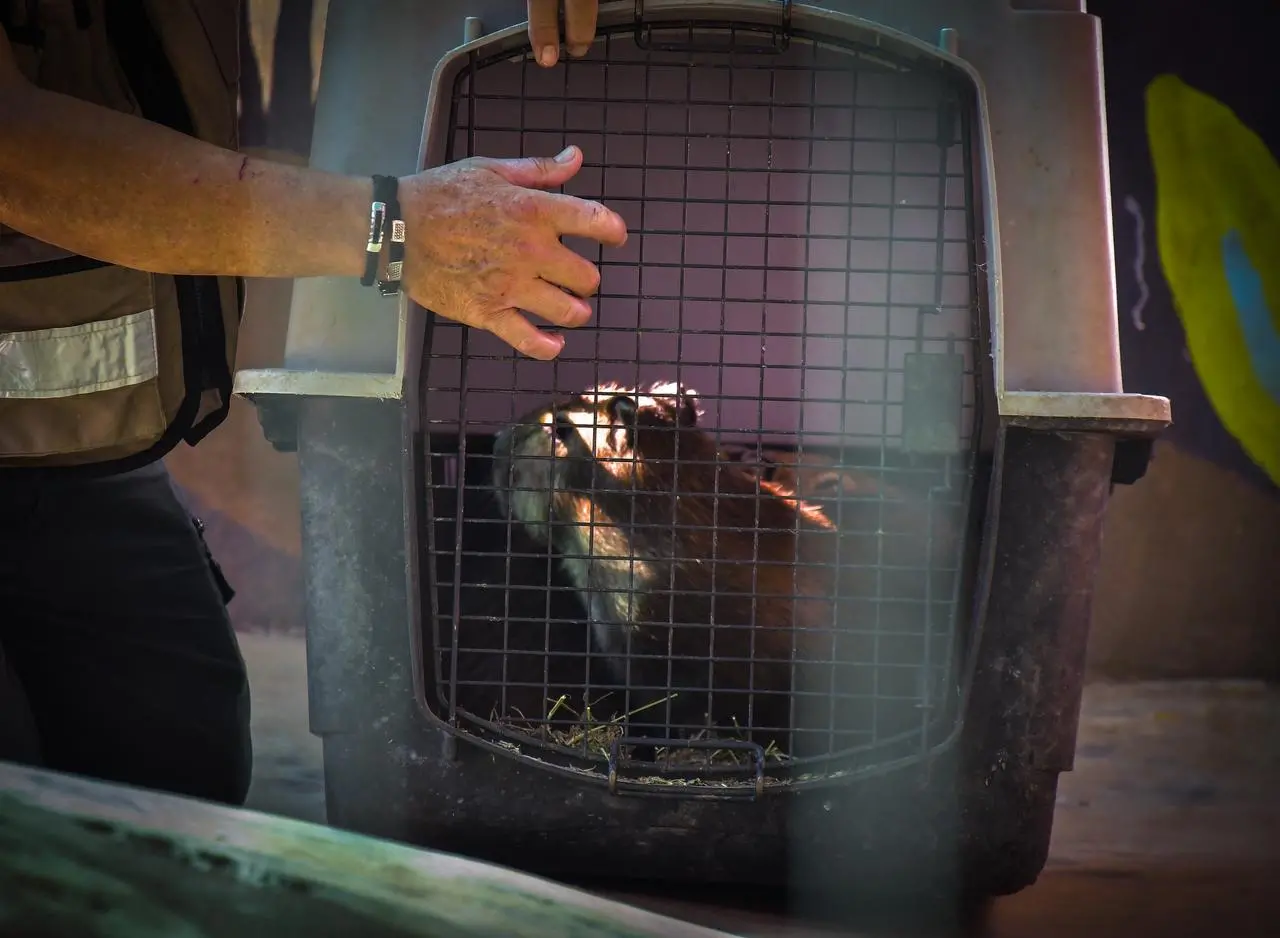 $!Se incorporan dos capibaras al Zoológico de Culiacán