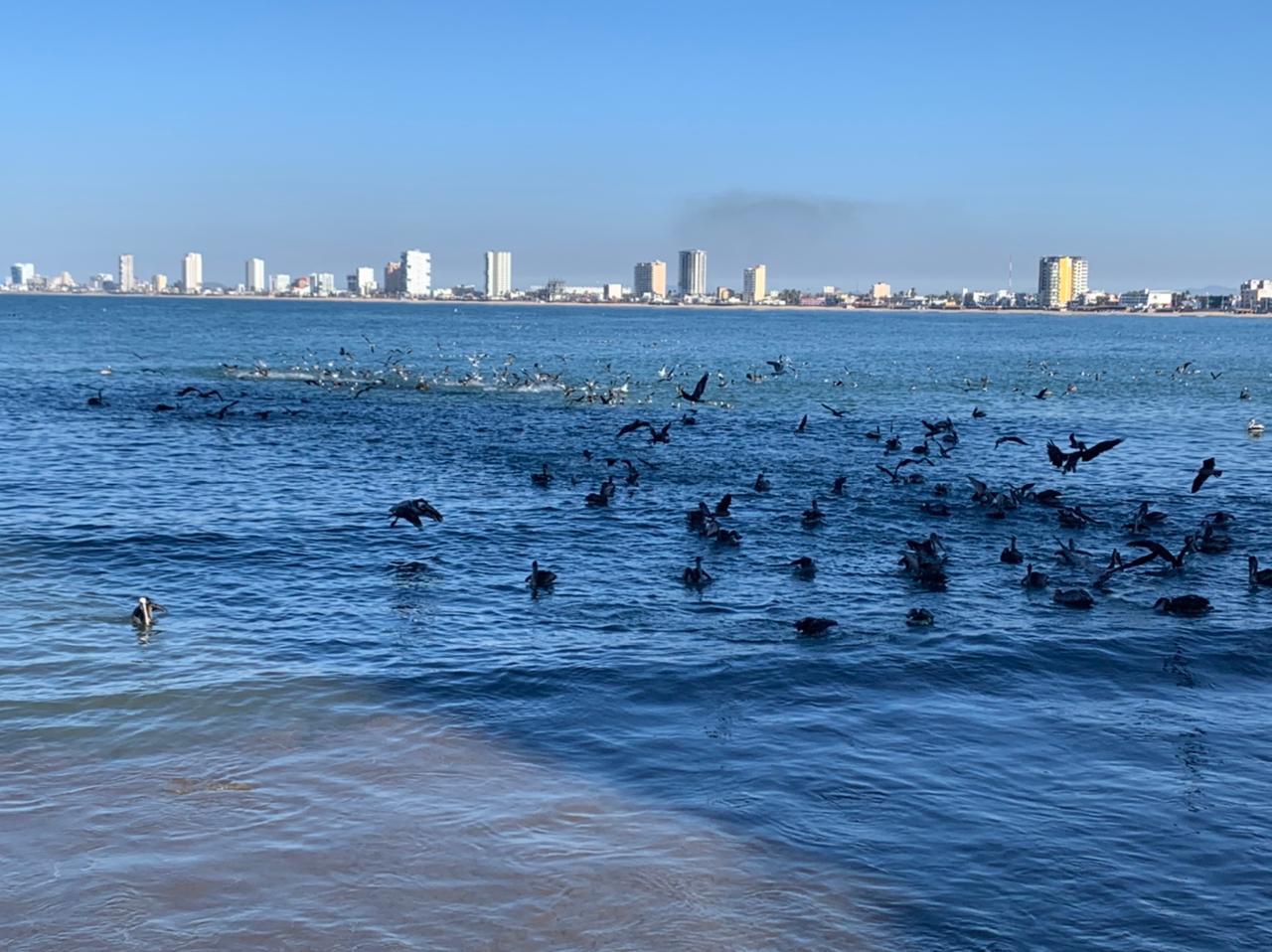 $!Pelícanos y gaviotas se dan un festín en Playa Norte, en Mazatlán