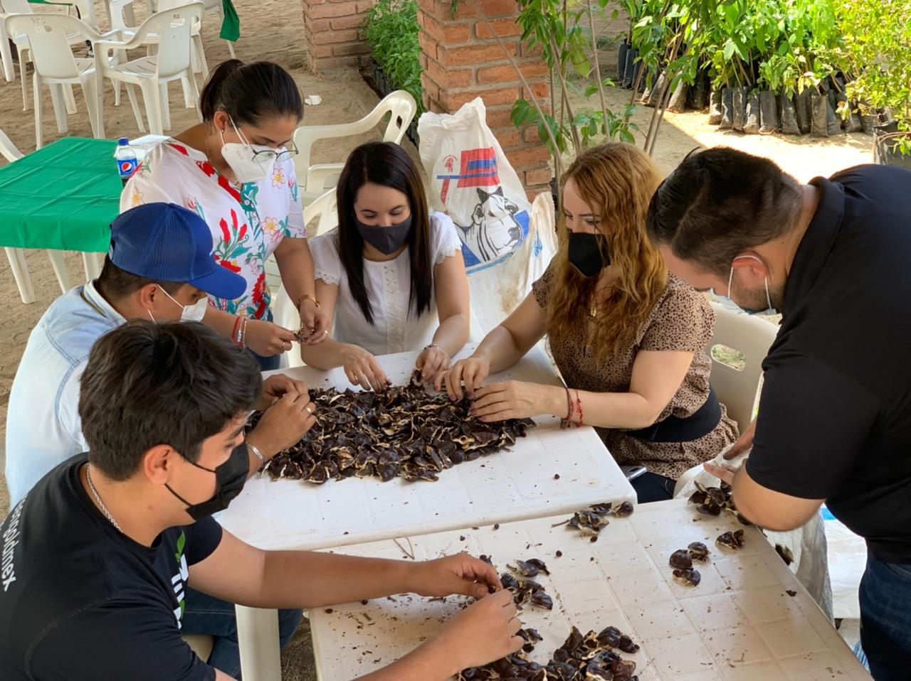 $!Bombardearán Sinaloa con semillas de árboles regionales, para reforestar serranías