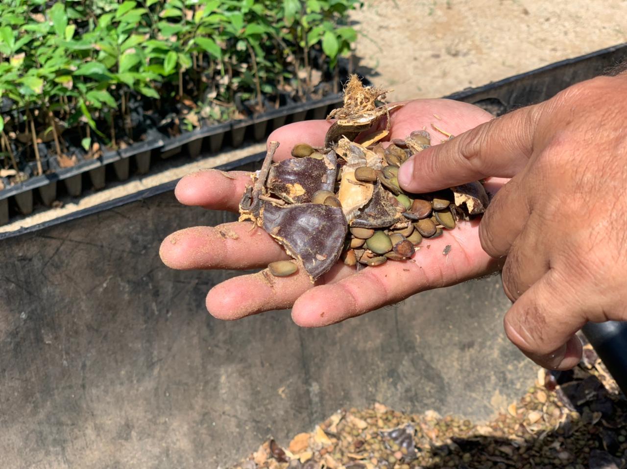 $!Bombardearán Sinaloa con semillas de árboles regionales, para reforestar serranías