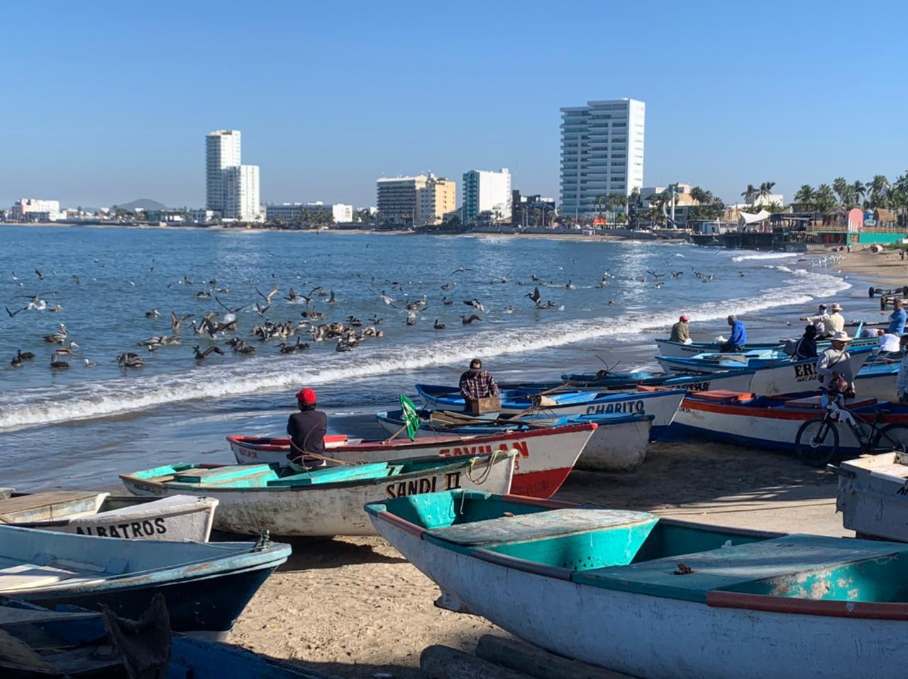 $!Pelícanos y gaviotas se dan un festín en Playa Norte, en Mazatlán