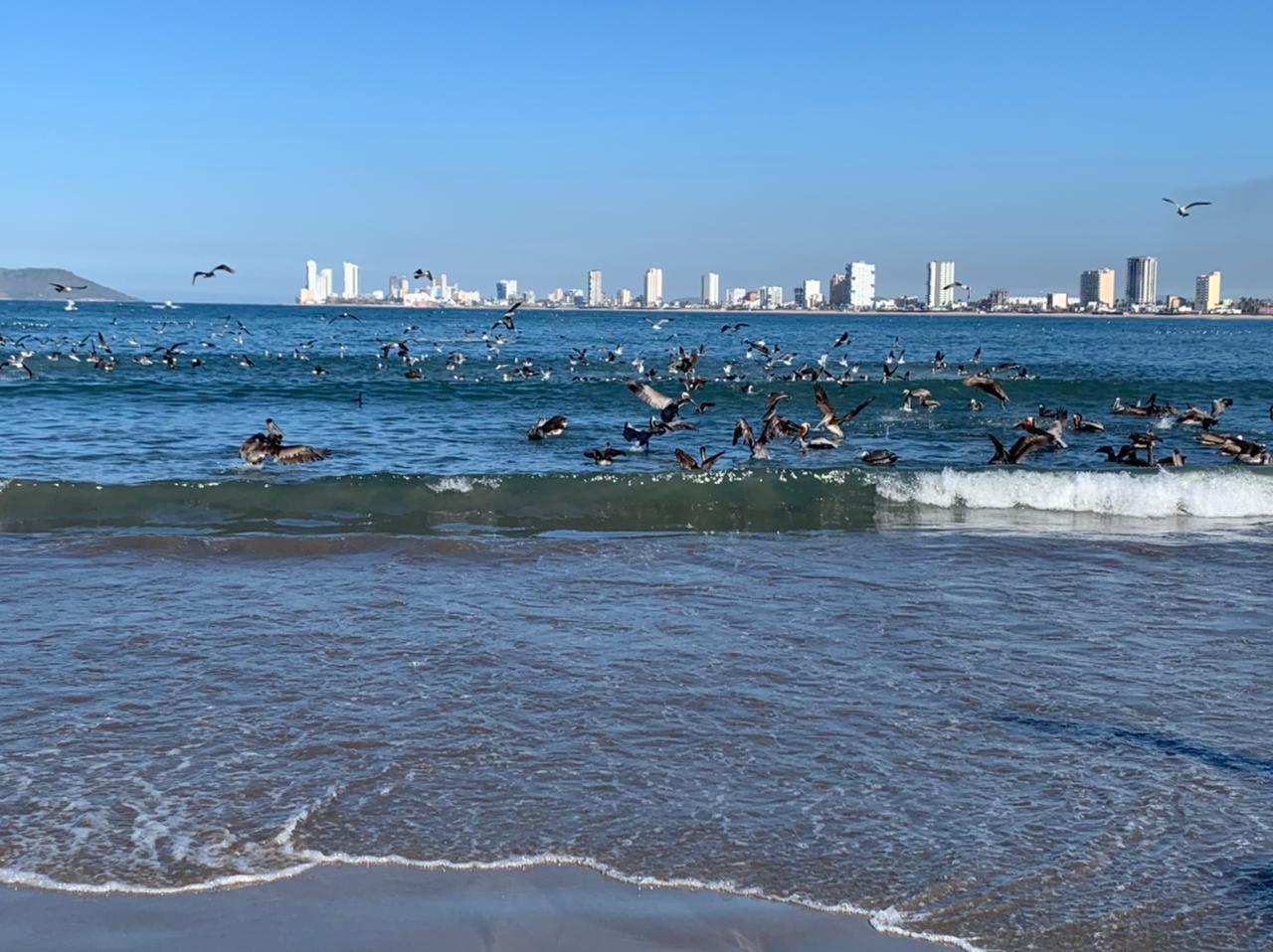 $!Pelícanos y gaviotas se dan un festín en Playa Norte, en Mazatlán