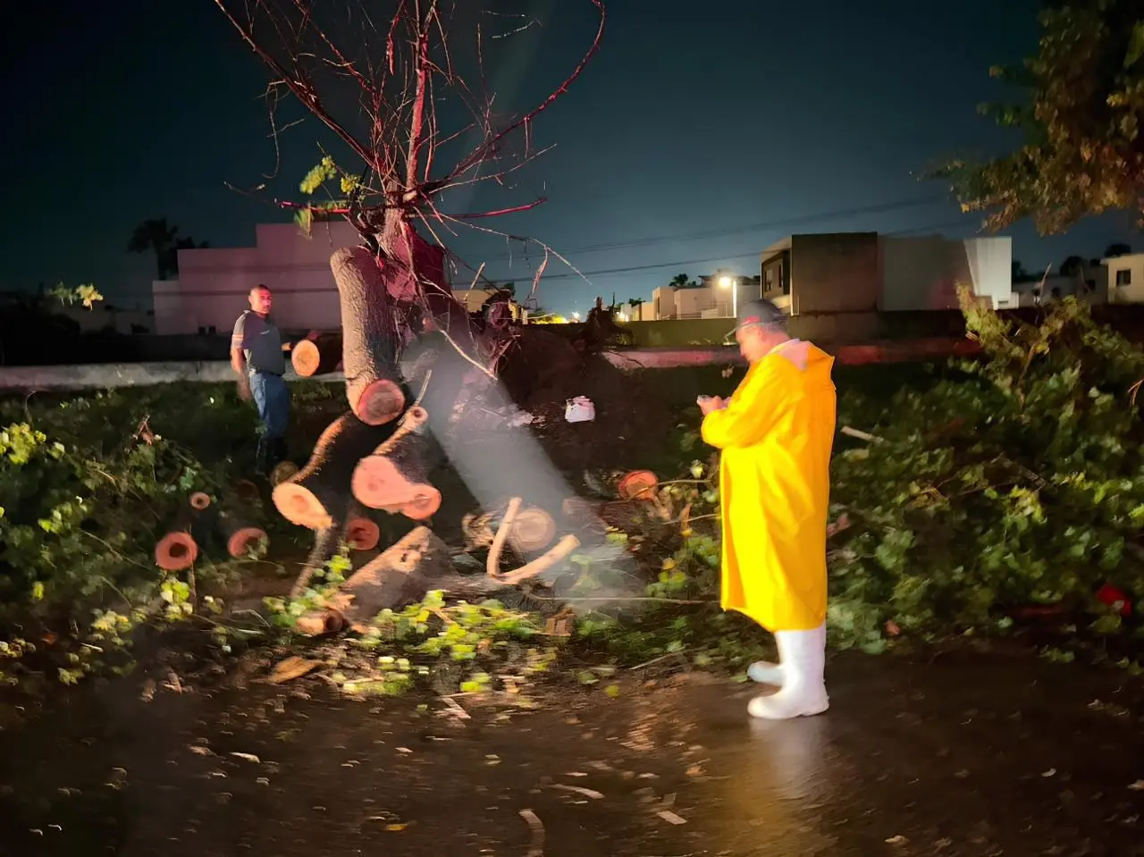 $!Lluvias y rachas de viento derriban 14 arboles causando estragos en Ahome; PC pide extremar precauciones ante mal clima