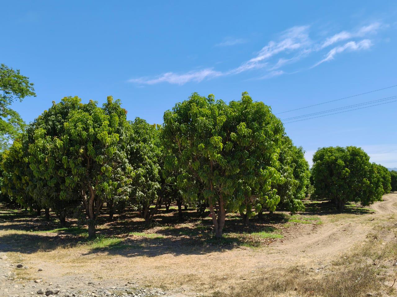 $!Productores de Rosario buscan con Fundación Produce definir motivos y soluciones de la baja floración de mango
