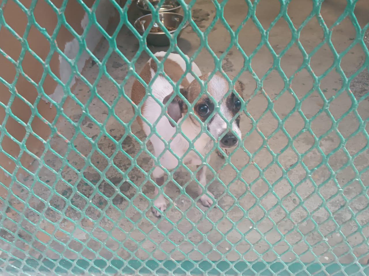 $!Atiende camión esterilizador alrededor de 40 animalitos durante esta semana en Mazatlán