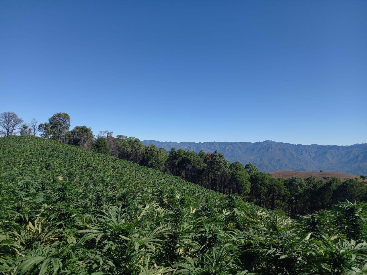 $!Ejército asegura y destruye una hectárea y media de mariguana en la sierra de Badiraguato