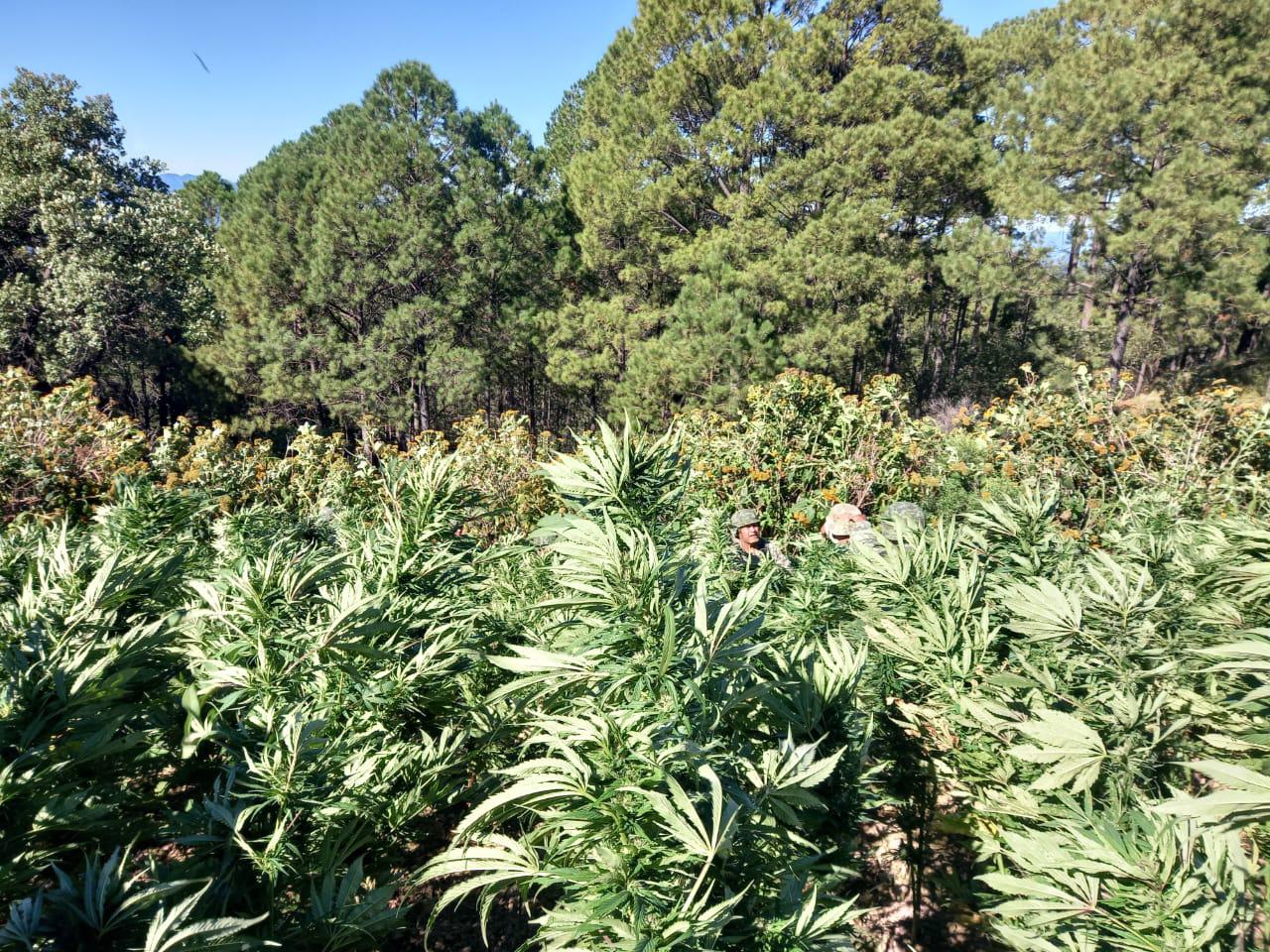 $!Ejército asegura y destruye una hectárea y media de mariguana en la sierra de Badiraguato