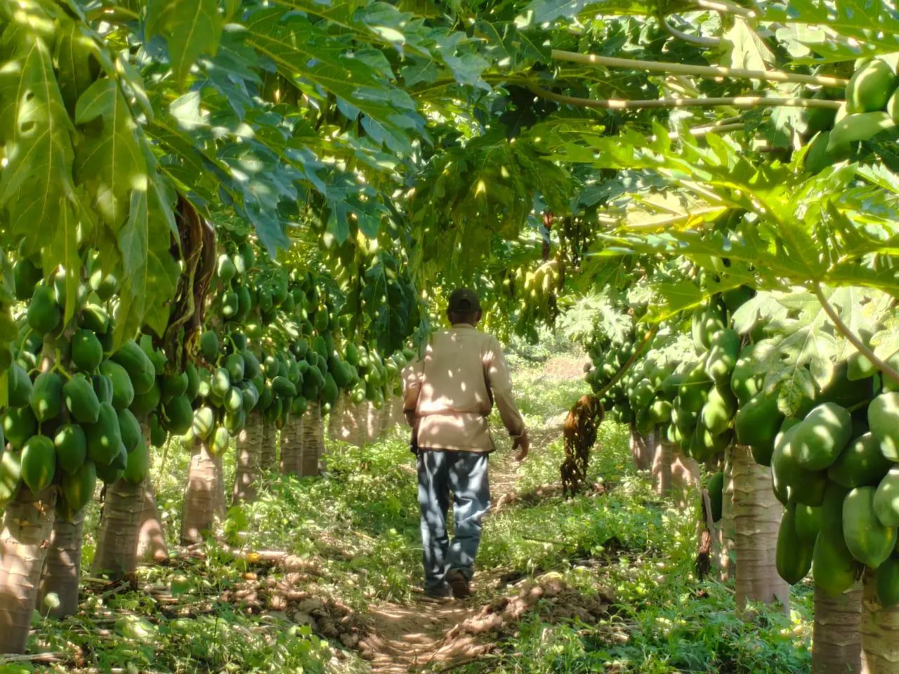$!Juan tiene 25 años produciendo papaya en Rosario