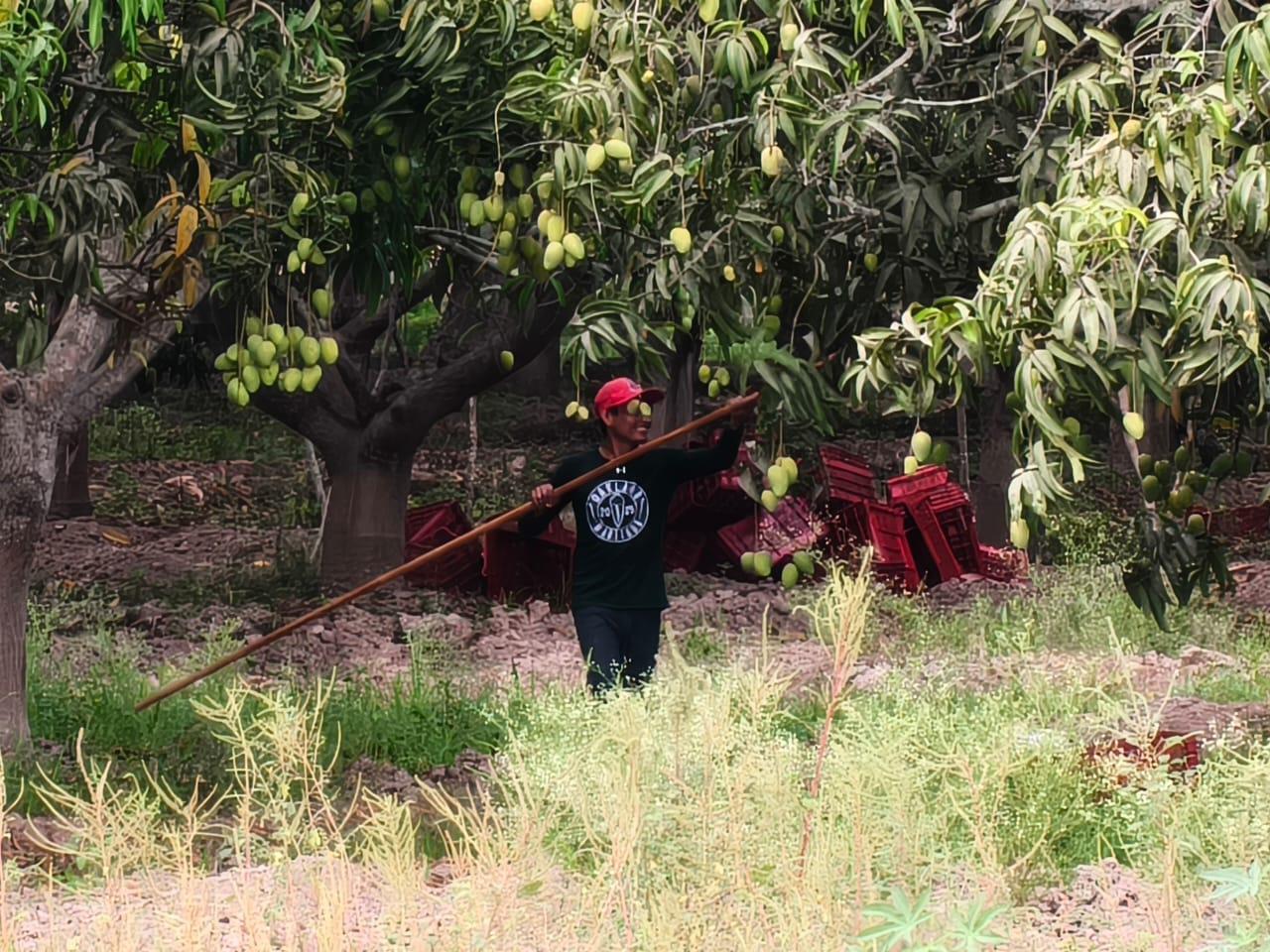 $!Arranca en el sur de Sinaloa corte de mango y prevén que sea temporada ‘muy rápida’