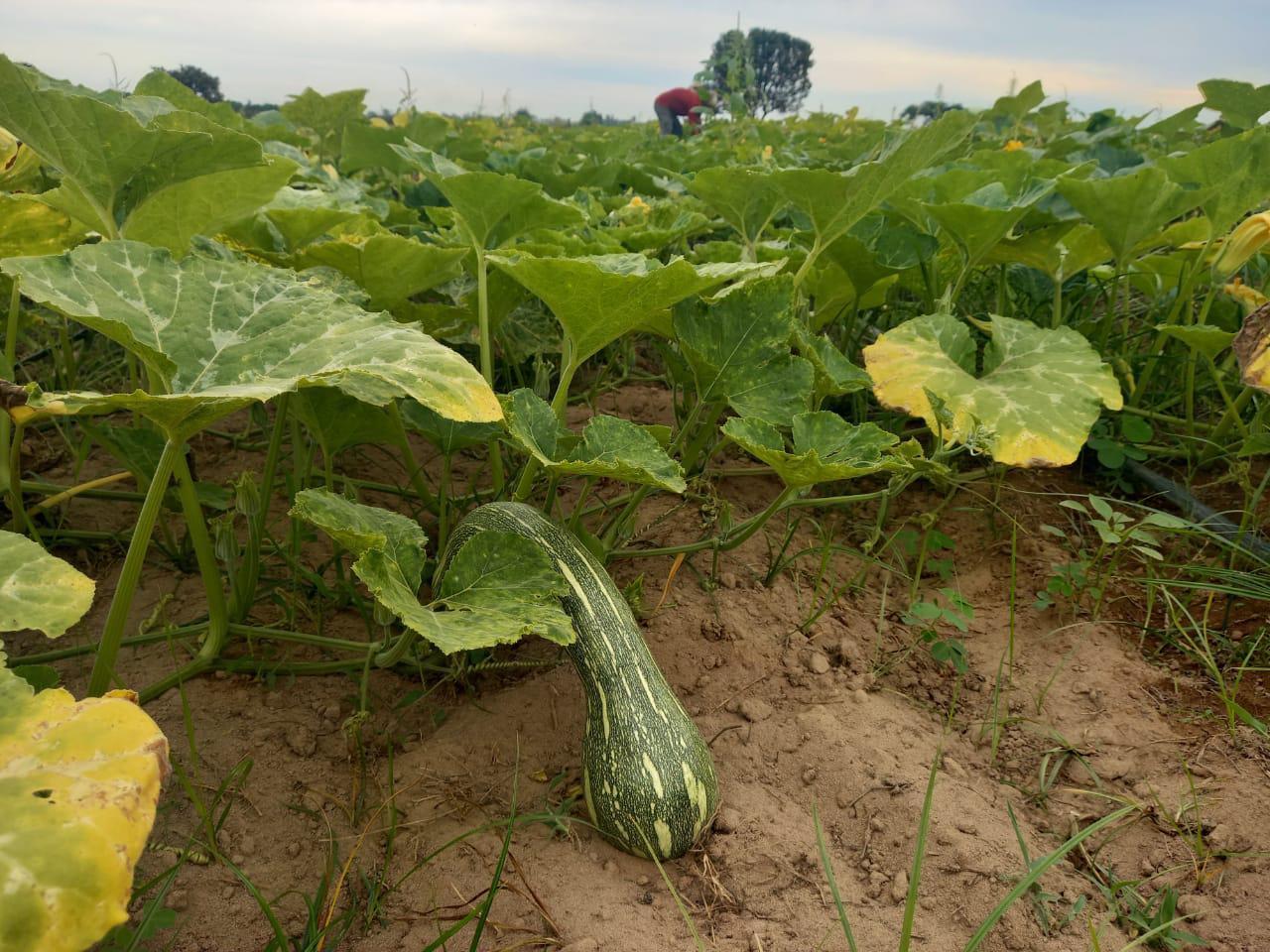 $!Sembradores de calabaza y pepino en Escuinapa sufren por bajos precios