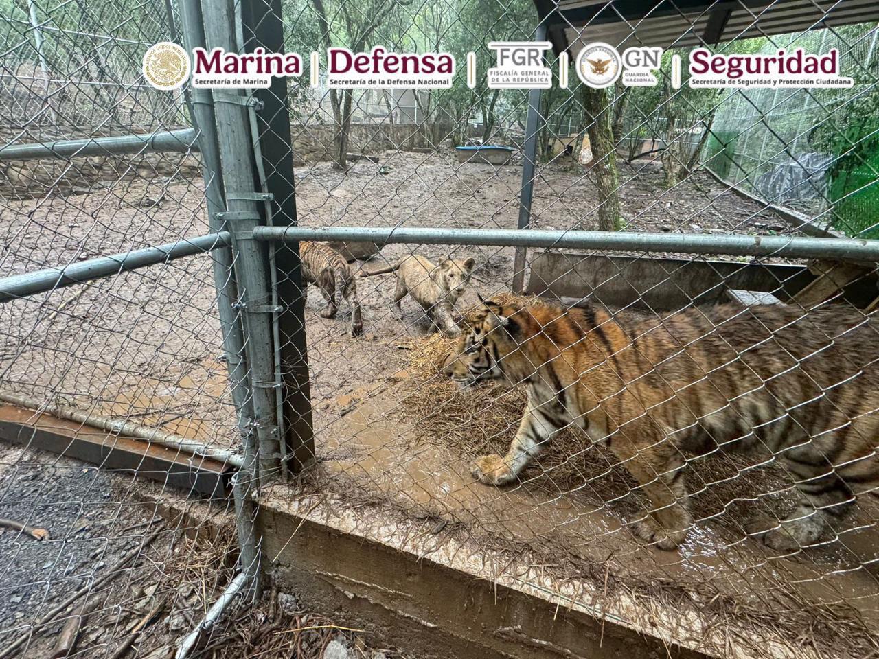 $!Detienen a líder de célula del Cártel del Noreste y le aseguran siete tigres
