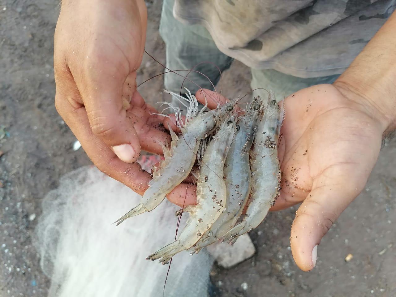 $!Esteros de Rosario tienen inicio flojo en pesca de camarón