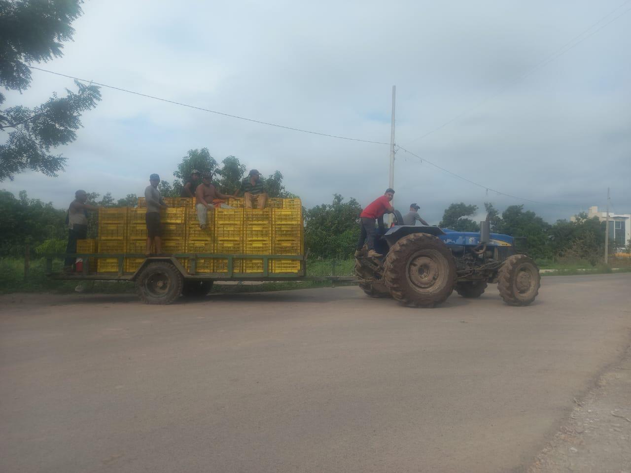 $!Logran acuerdo sobre precio del mango en el sur de Sinaloa y liberan módulos de Cesavesin y carretera
