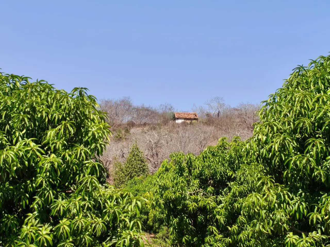 $!AARB pide a Gobierno de Sinaloa declarar temporada de mango como ‘desastrosa’ por baja floración