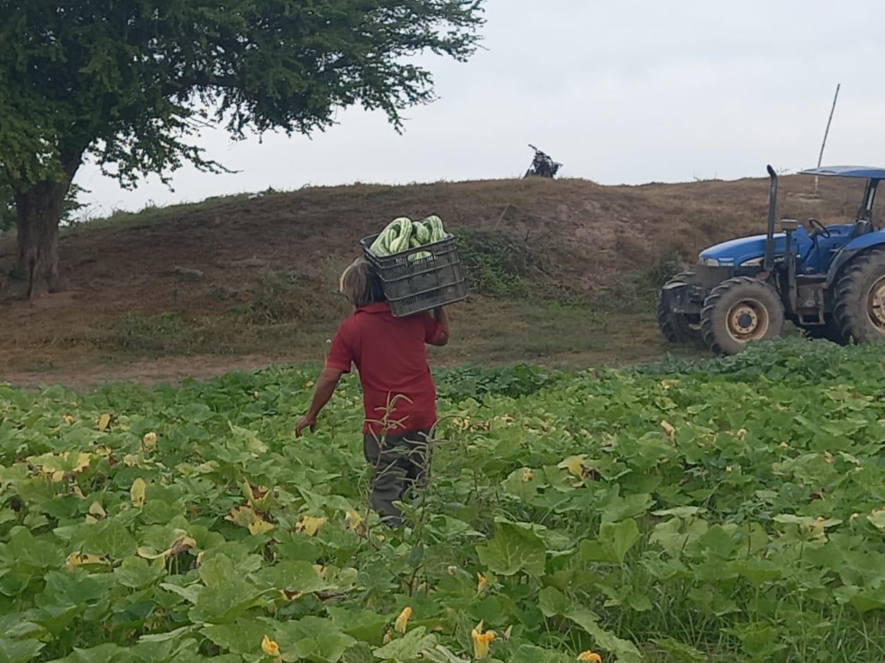 $!Sembradores de calabaza y pepino en Escuinapa sufren por bajos precios