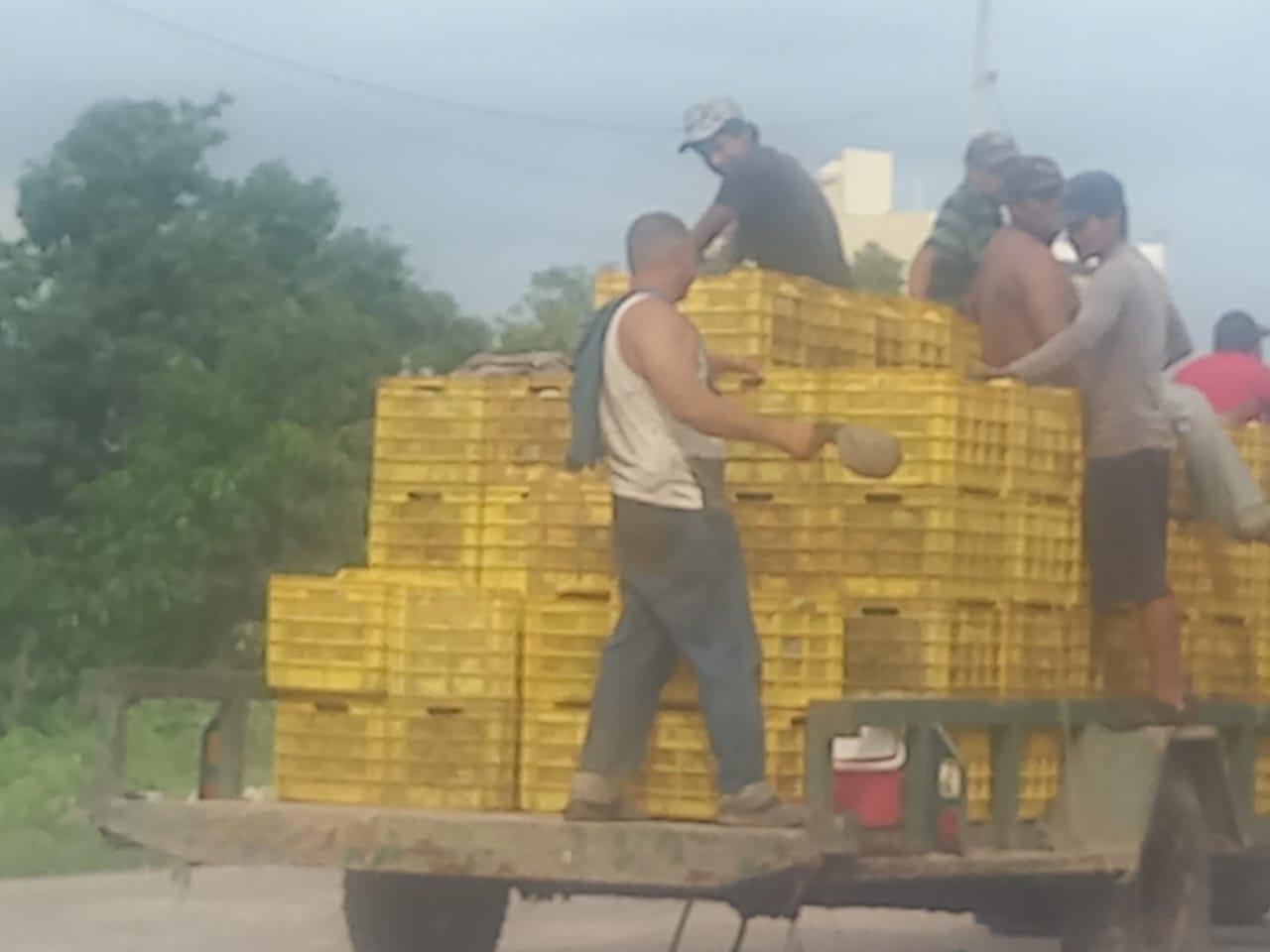 $!Logran acuerdo sobre precio del mango en el sur de Sinaloa y liberan módulos de Cesavesin y carretera