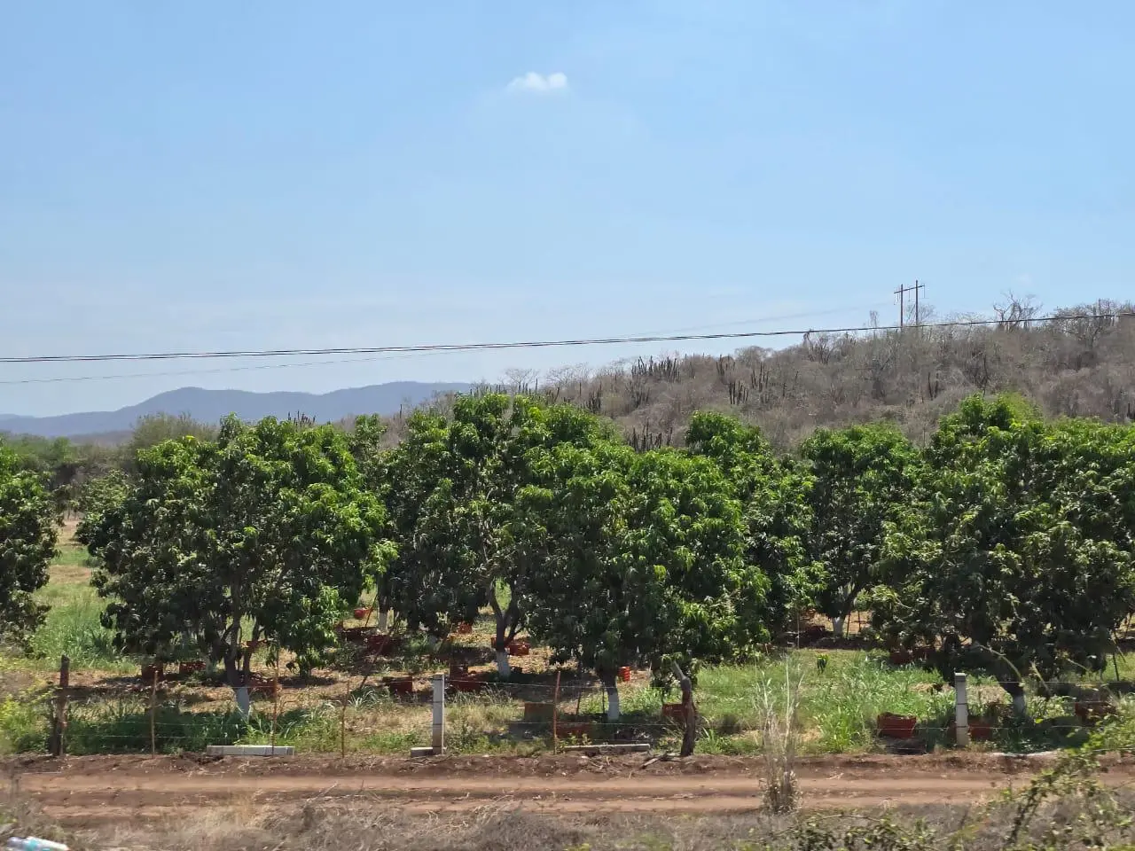 $!Arranca en el sur de Sinaloa corte de mango y prevén que sea temporada ‘muy rápida’