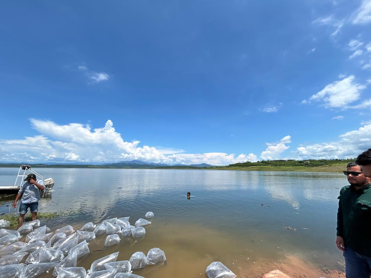 $!Denuncian pesca ilegal en la presa Sanalona durante veda; acusan falta de inspección