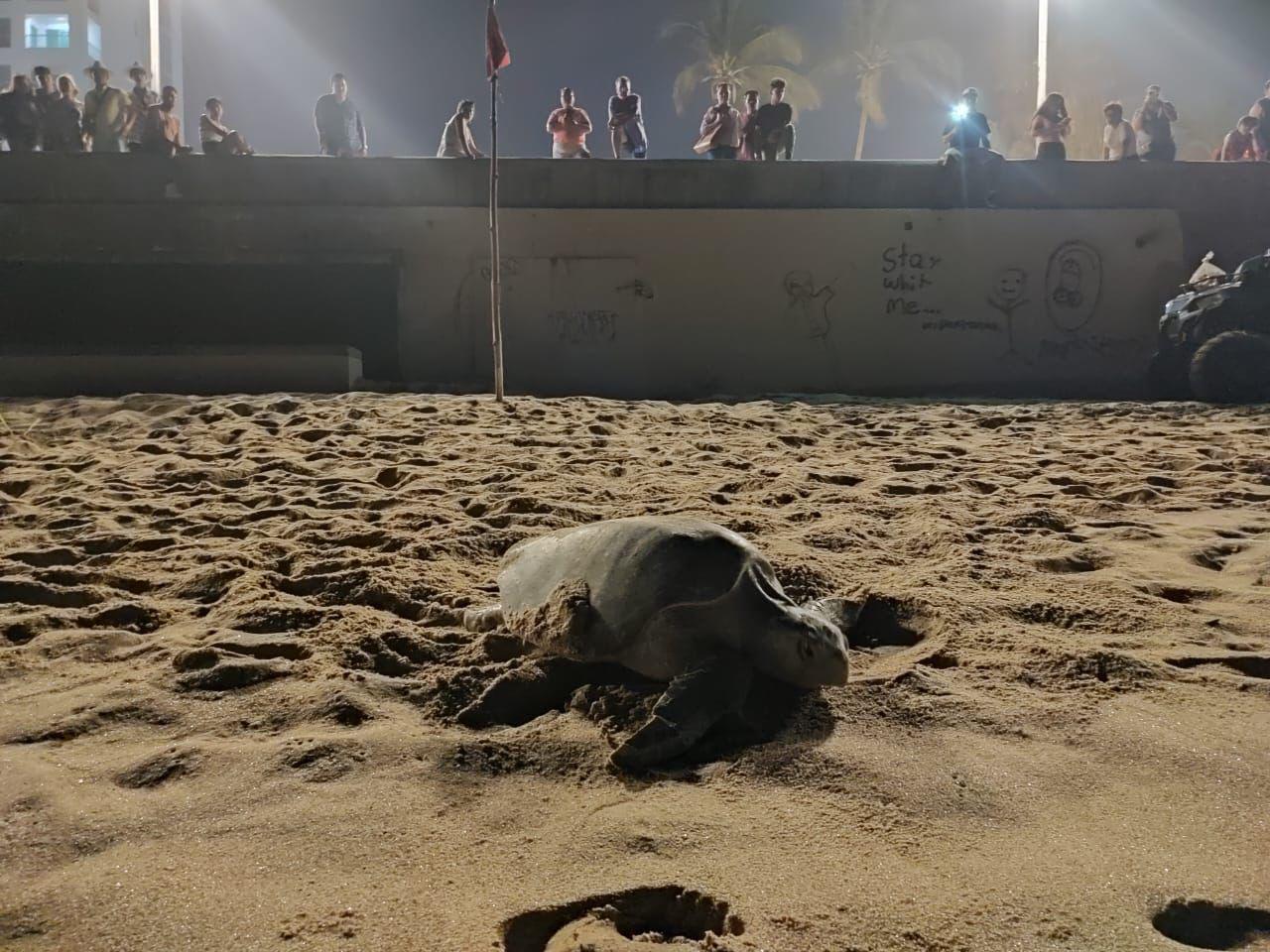 $!Operadora de Playas mantendrá el programa de protección a tortugas marinas
