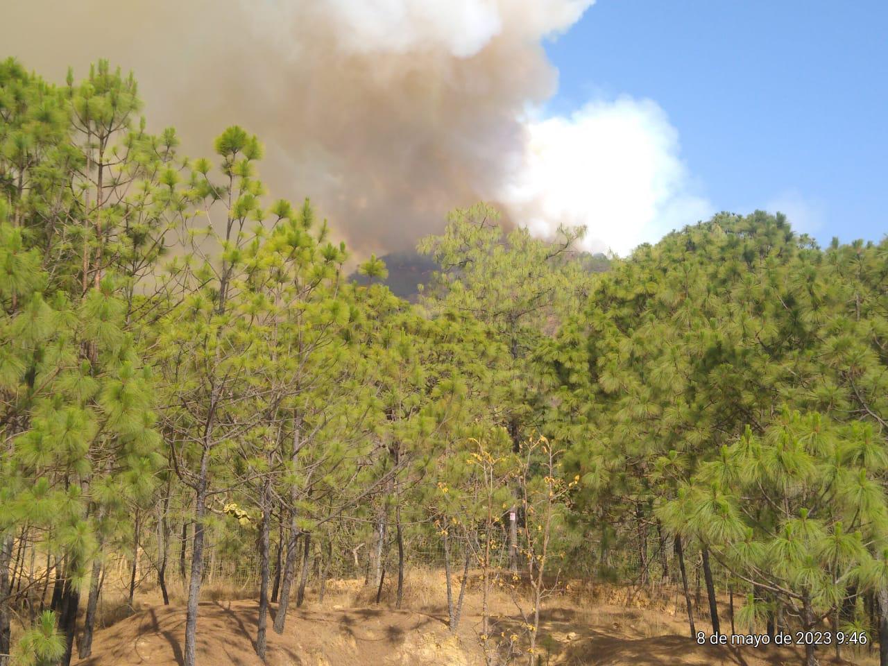 $!Jalisco perdió más de 100 mil hectáreas de bosques a causa de los incendios
