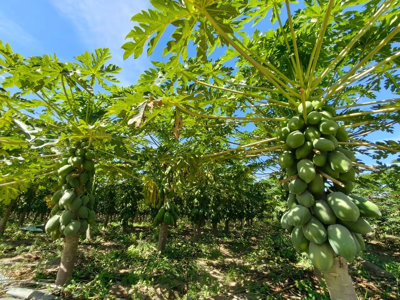 $!Juan tiene 25 años produciendo papaya en Rosario