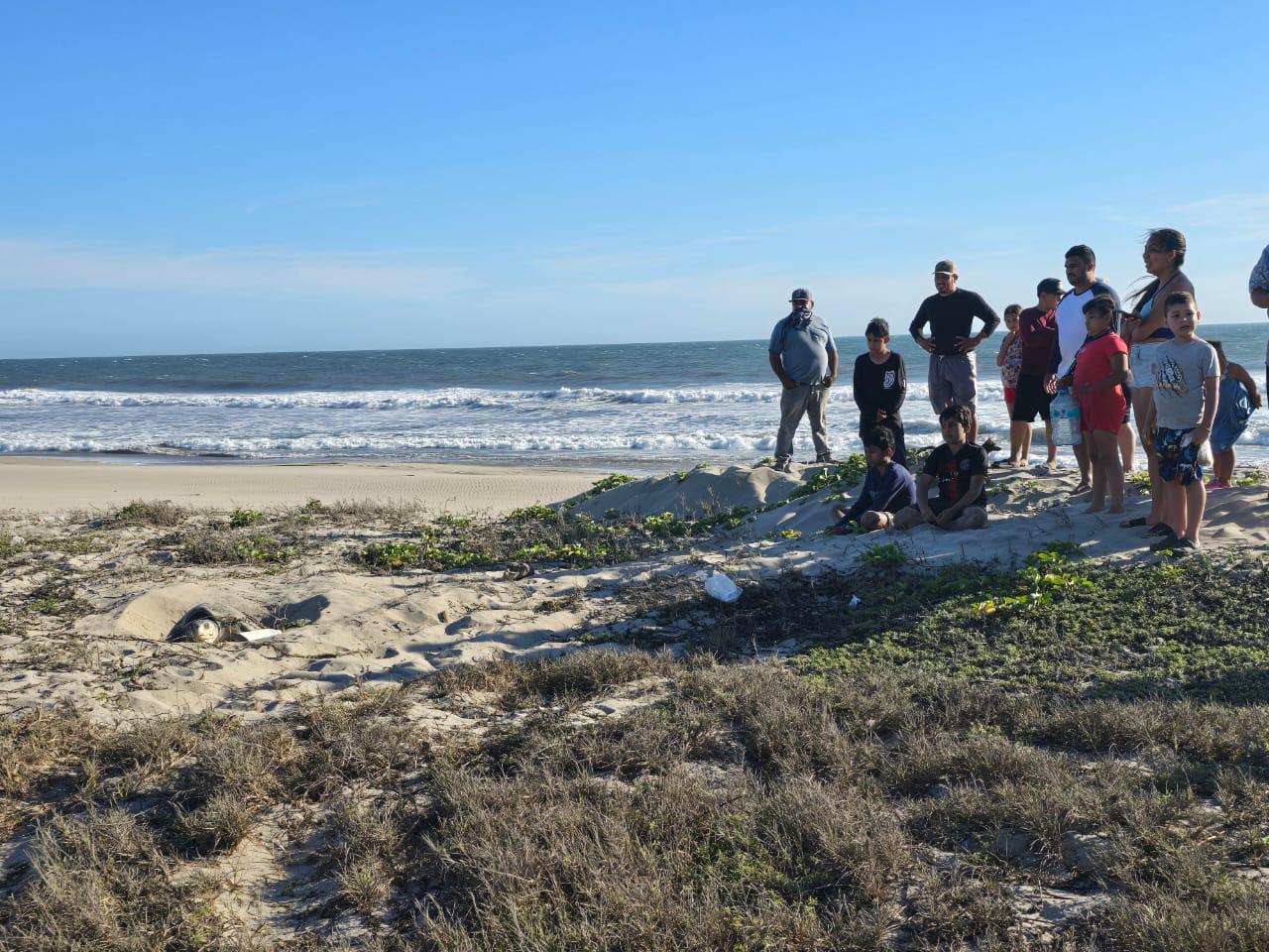 $!Sorprende a bañistas tortuga que salió a desovar en playa de Rosario
