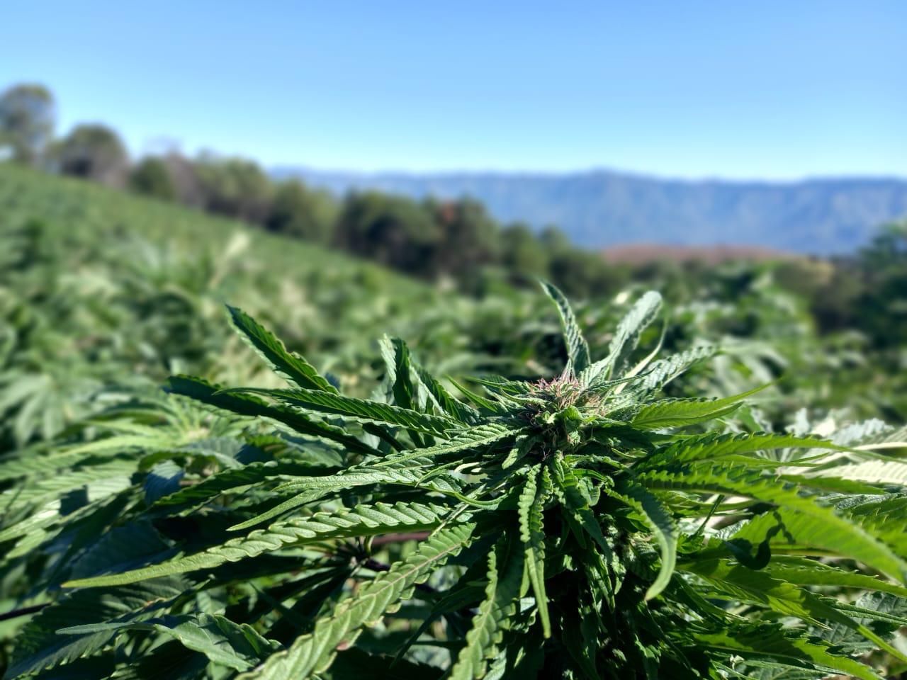$!Ejército asegura y destruye una hectárea y media de mariguana en la sierra de Badiraguato